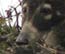 Tikal Coati